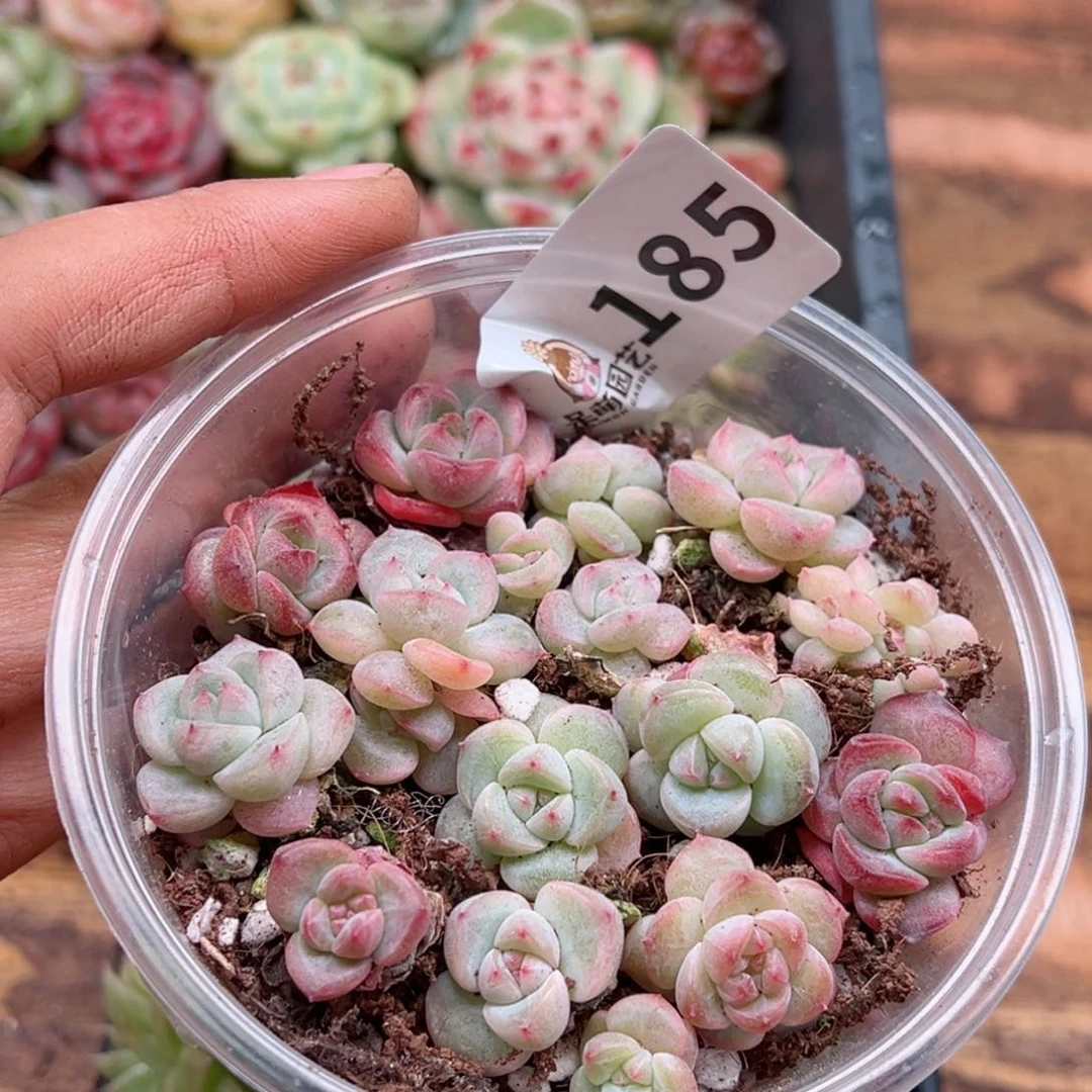 多肉植物多肉植物