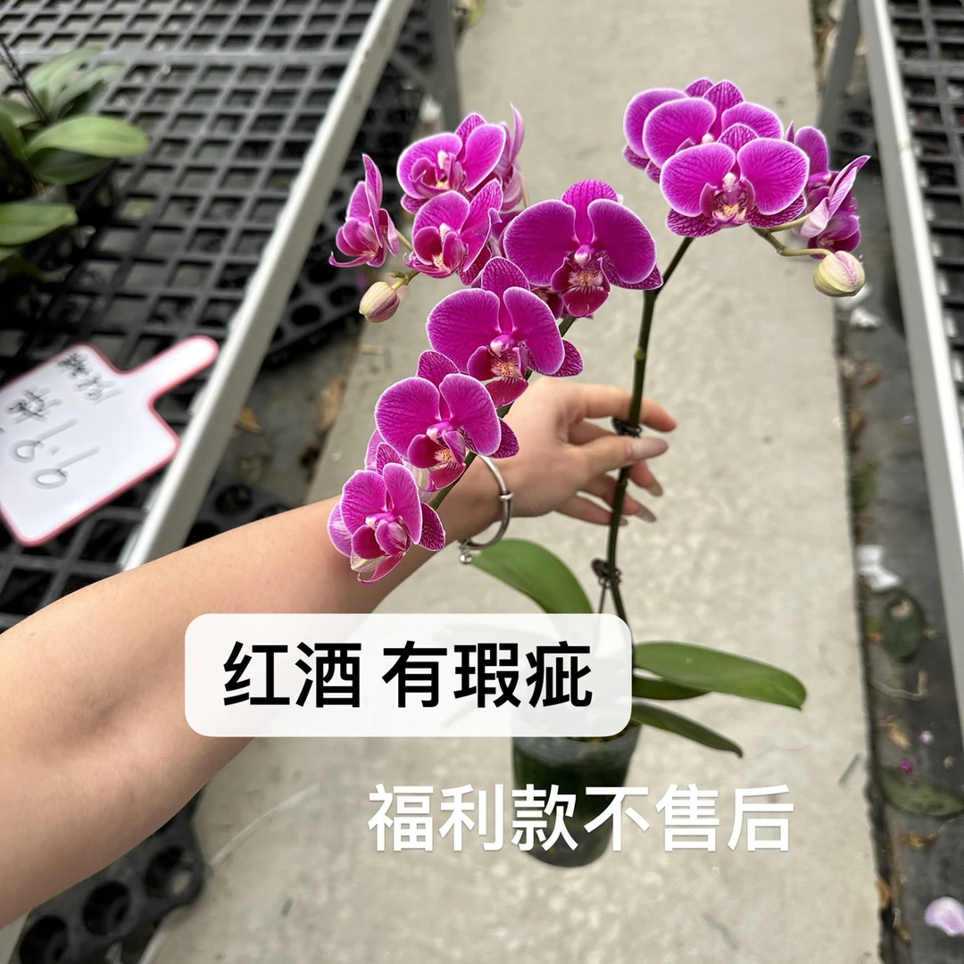 【红酒】3.0杯福利款有掉苞瑕疵 介意勿拍
