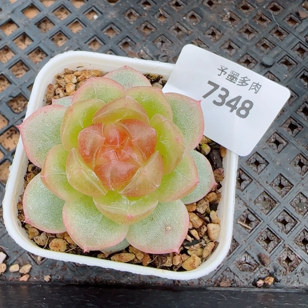 追月，7348多肉植物