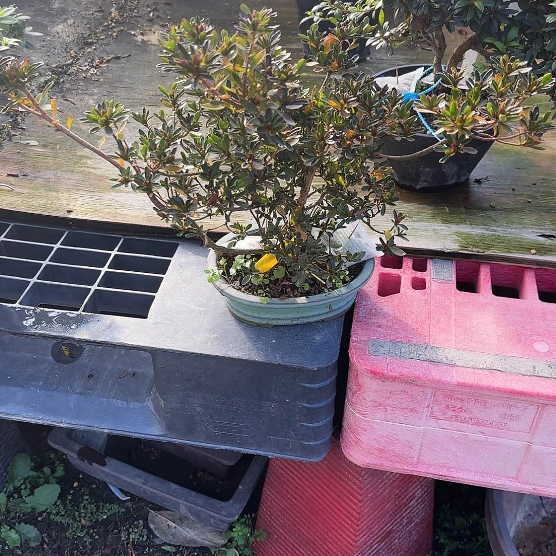 完全开放星之辉有花朵