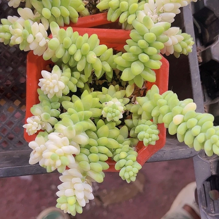 玉坠精品多肉植物大战
