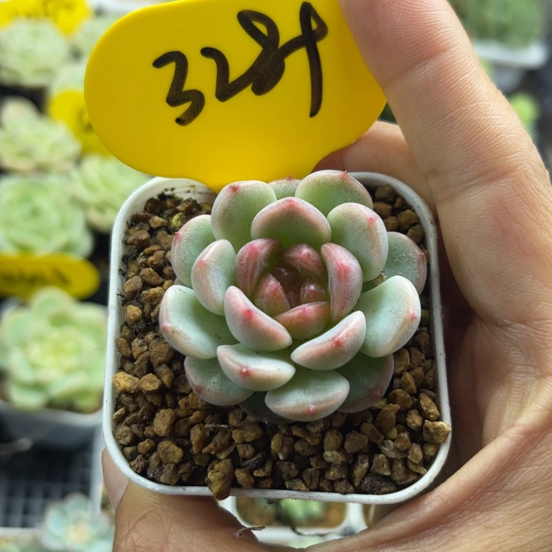 相柳甜心单头3289