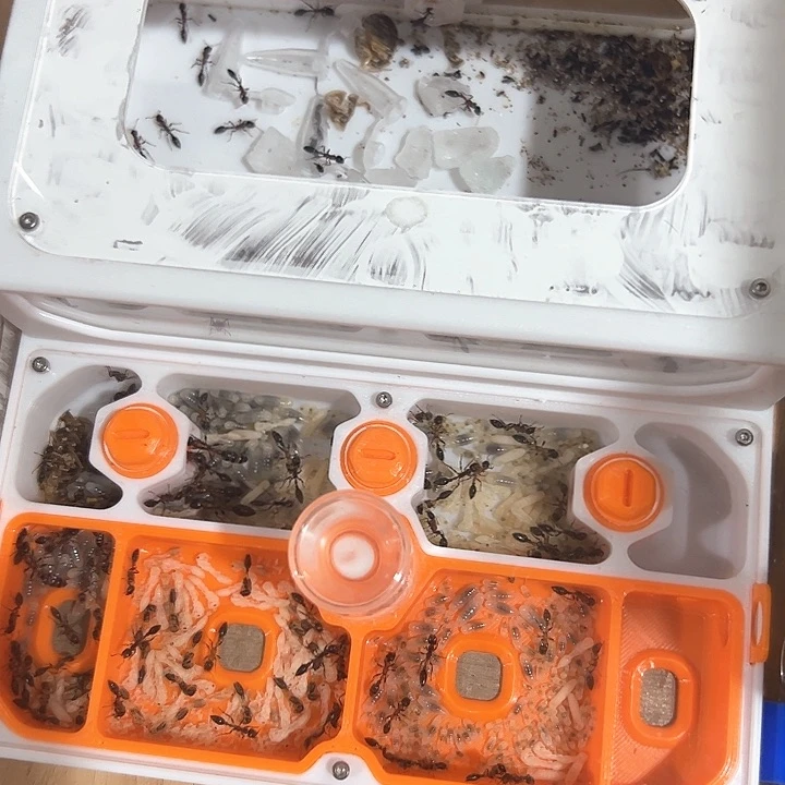 红黑细长蚁6后带巢