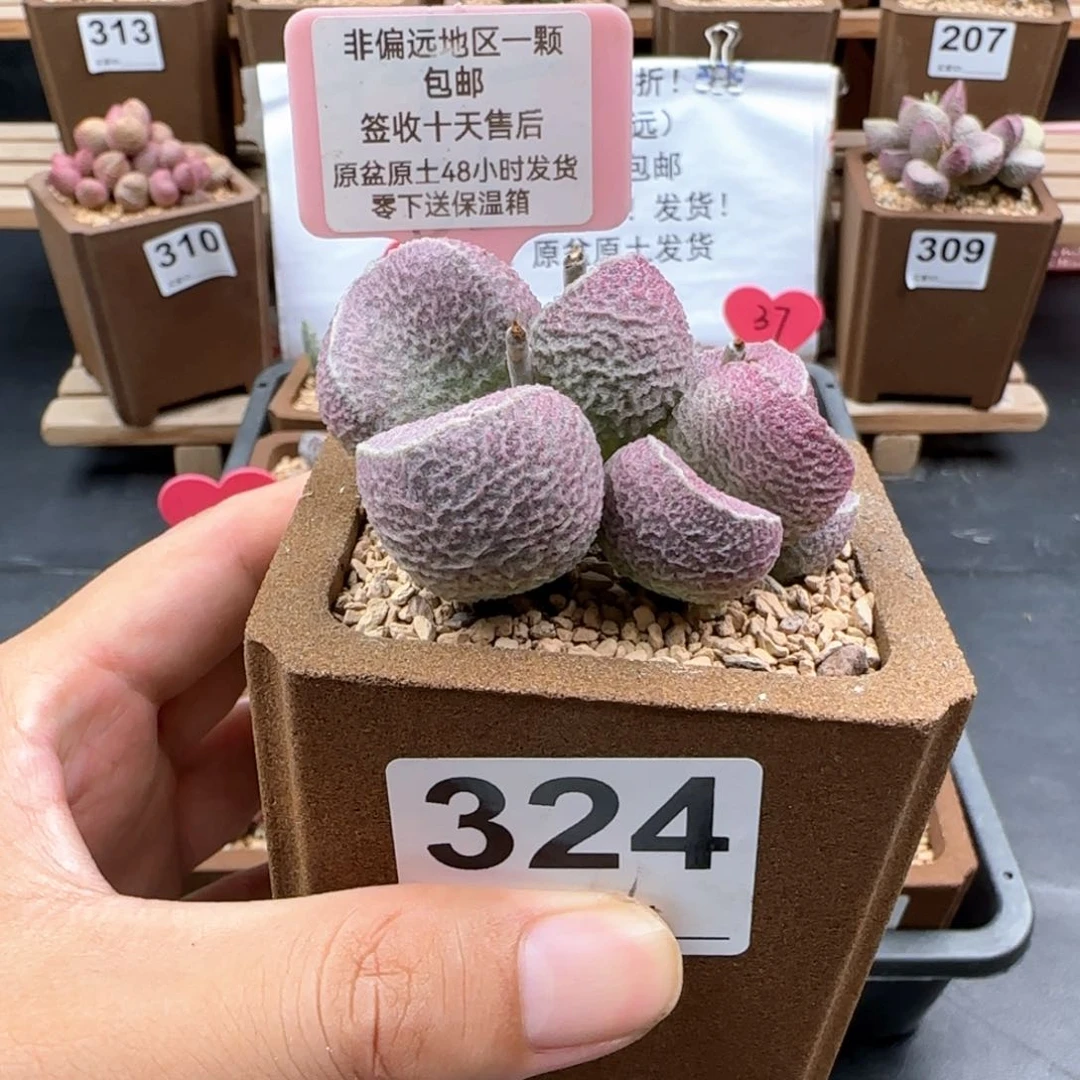 ?324丸叶哈莫猪肝多肉植物
