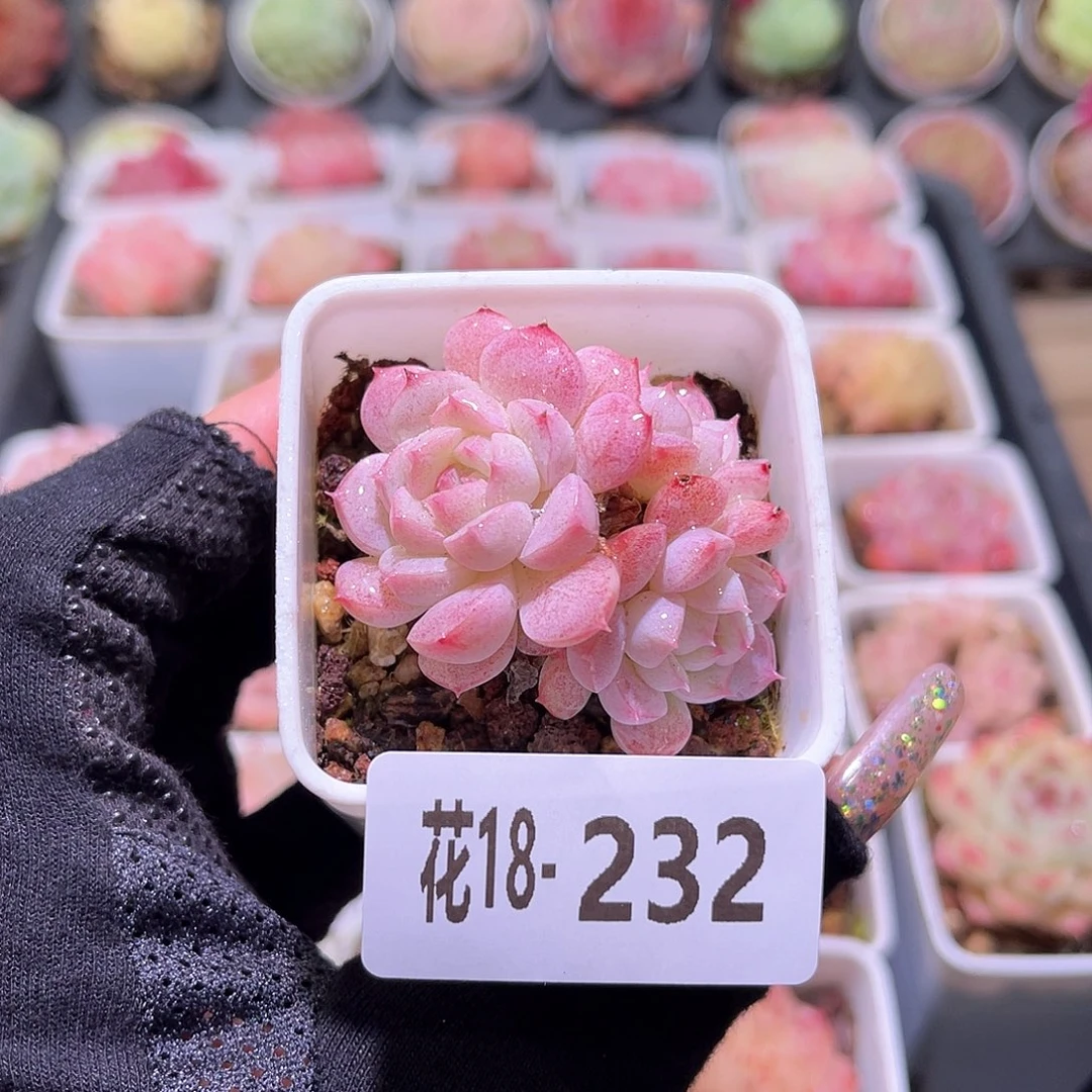 花利美18-232海王群
