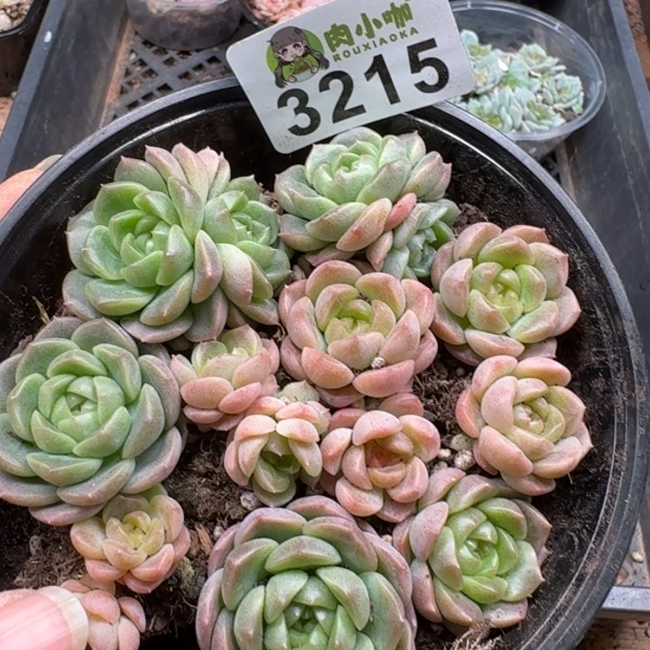多肉植物多肉植物