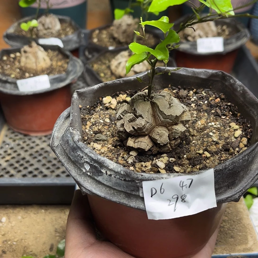 D6南非块根龟甲龙