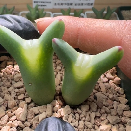 优选大眼睛皮卡丘一颗710。