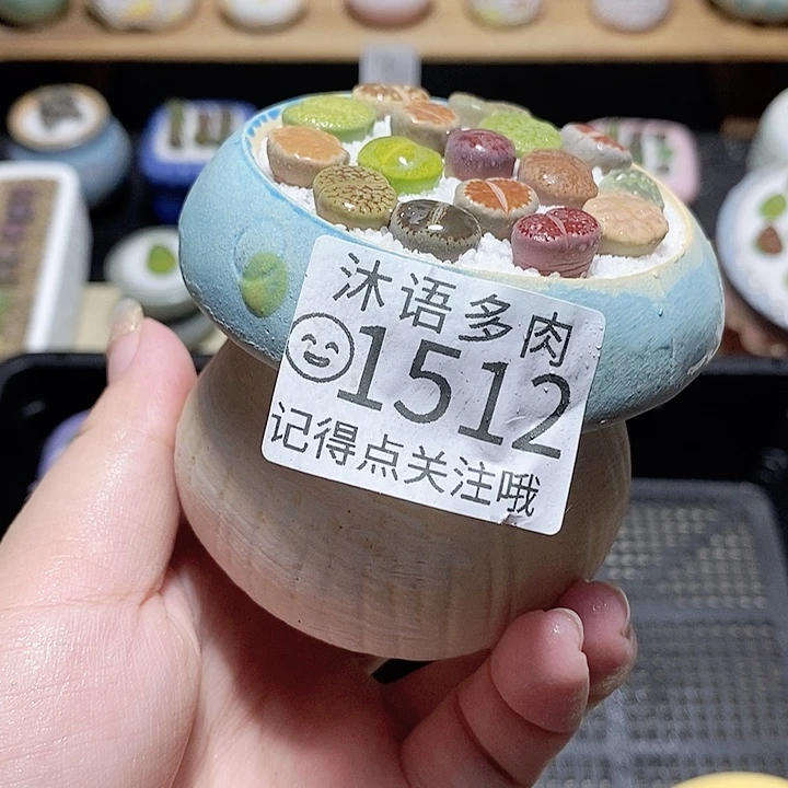 精美盆栽 一物一拍 1512