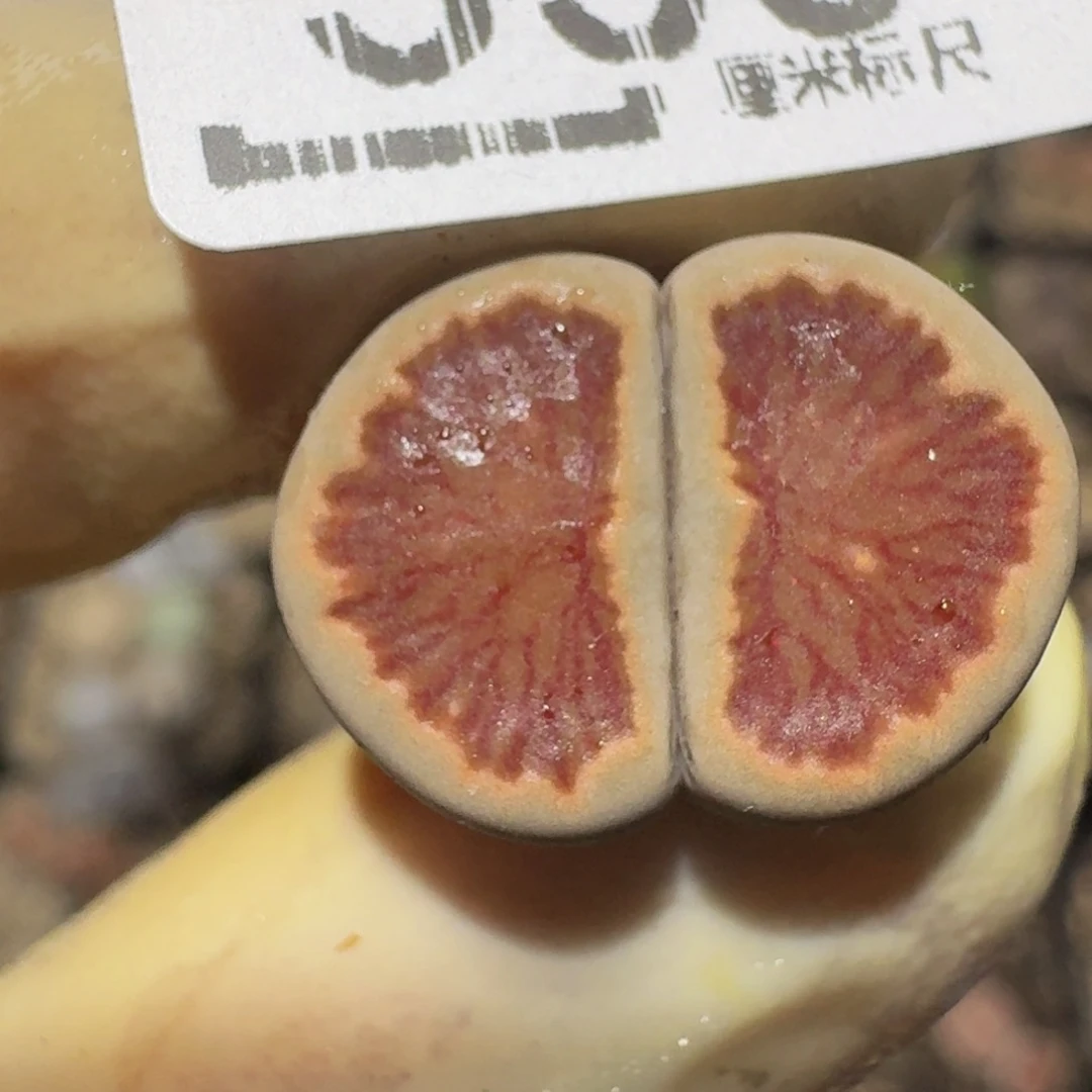 zzzzz精品生石花530