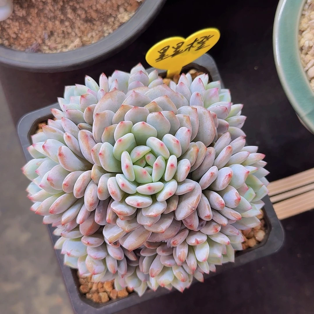 星星橙多肉一物一拍