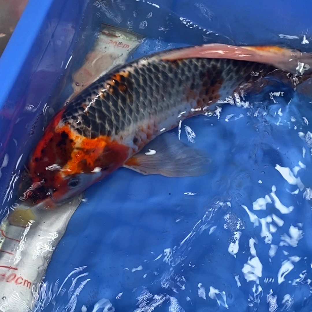 锦鲤冷水锦鲤包邮