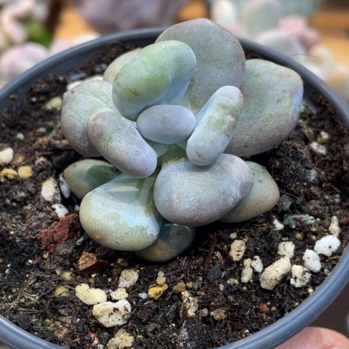 油煎丸子607号的多肉啊啊