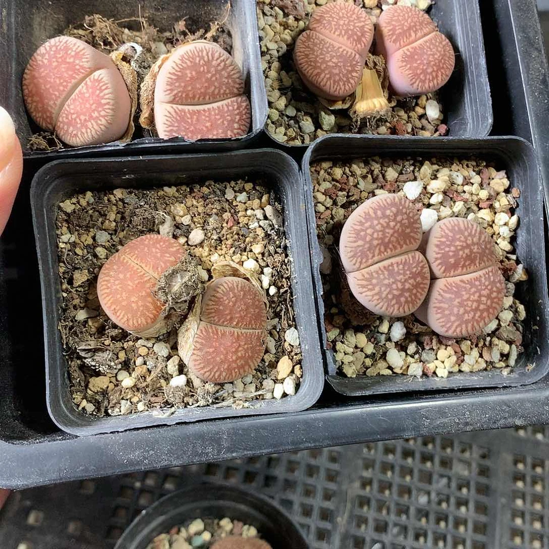 大***?E220多肉植物保护研究所