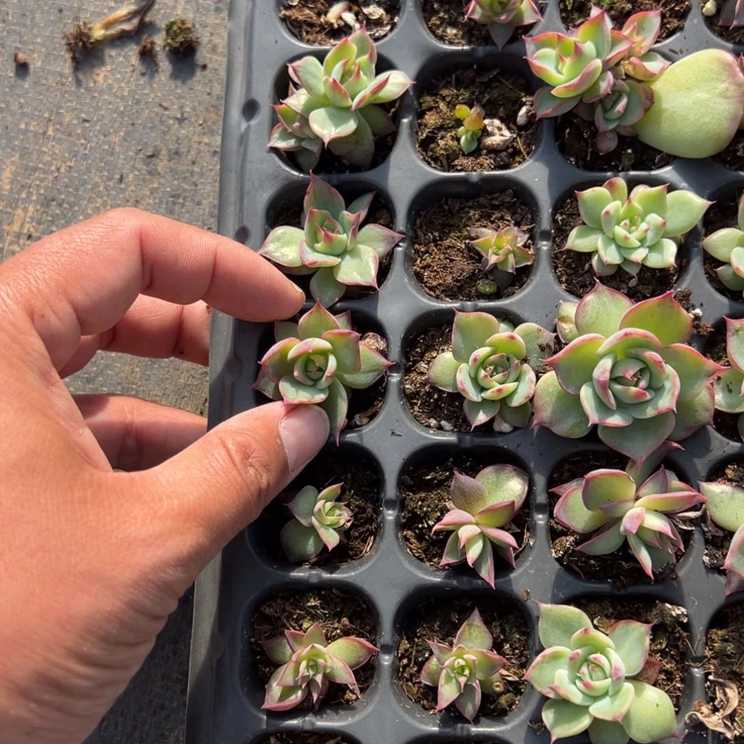 惊鸿绿菜2.5cm到手3颗