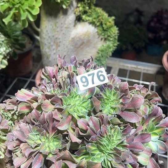 想***彬多肉植物一个中班976