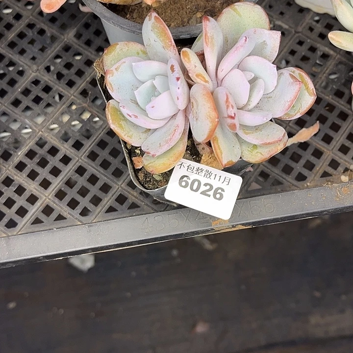 阿雅园艺。        6026奶茶