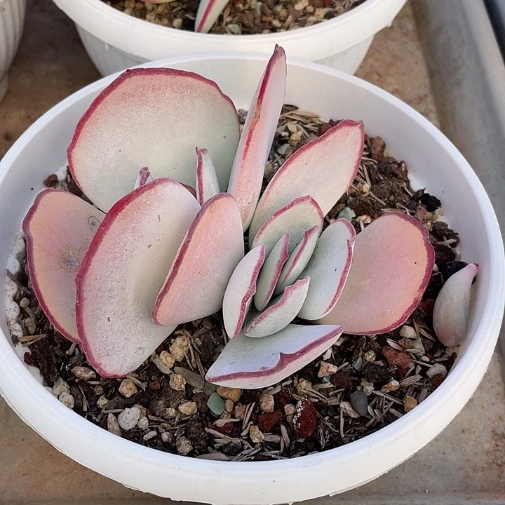 111 多肉不带盆土20包邮发货