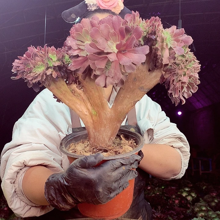 柒柒精品多肉脱土发货不包断侧枝160