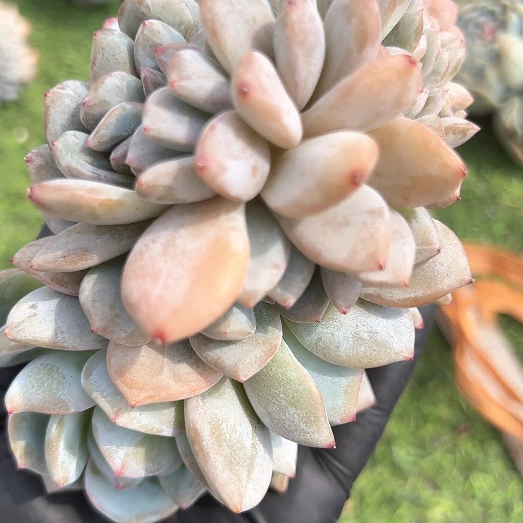 ?****?11111111111111411