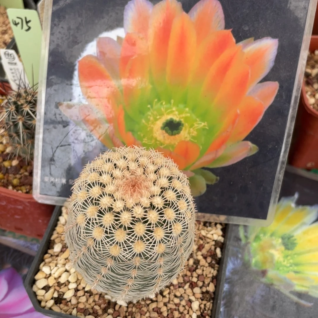 鹿角柱实生仙人球皇冠