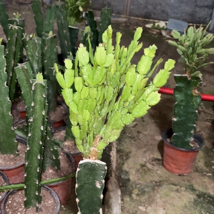 红***杉当前无花栽培后可以开花桑巴1106
