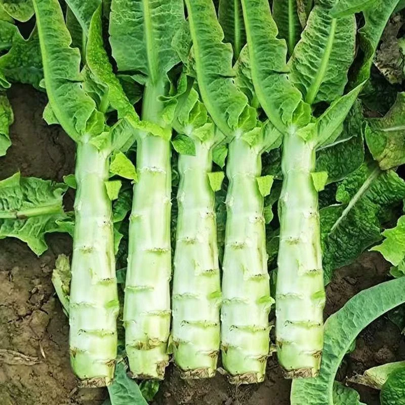 农家自种新鲜莴苣莴笋青莴笋杆现砍现发时令蔬菜