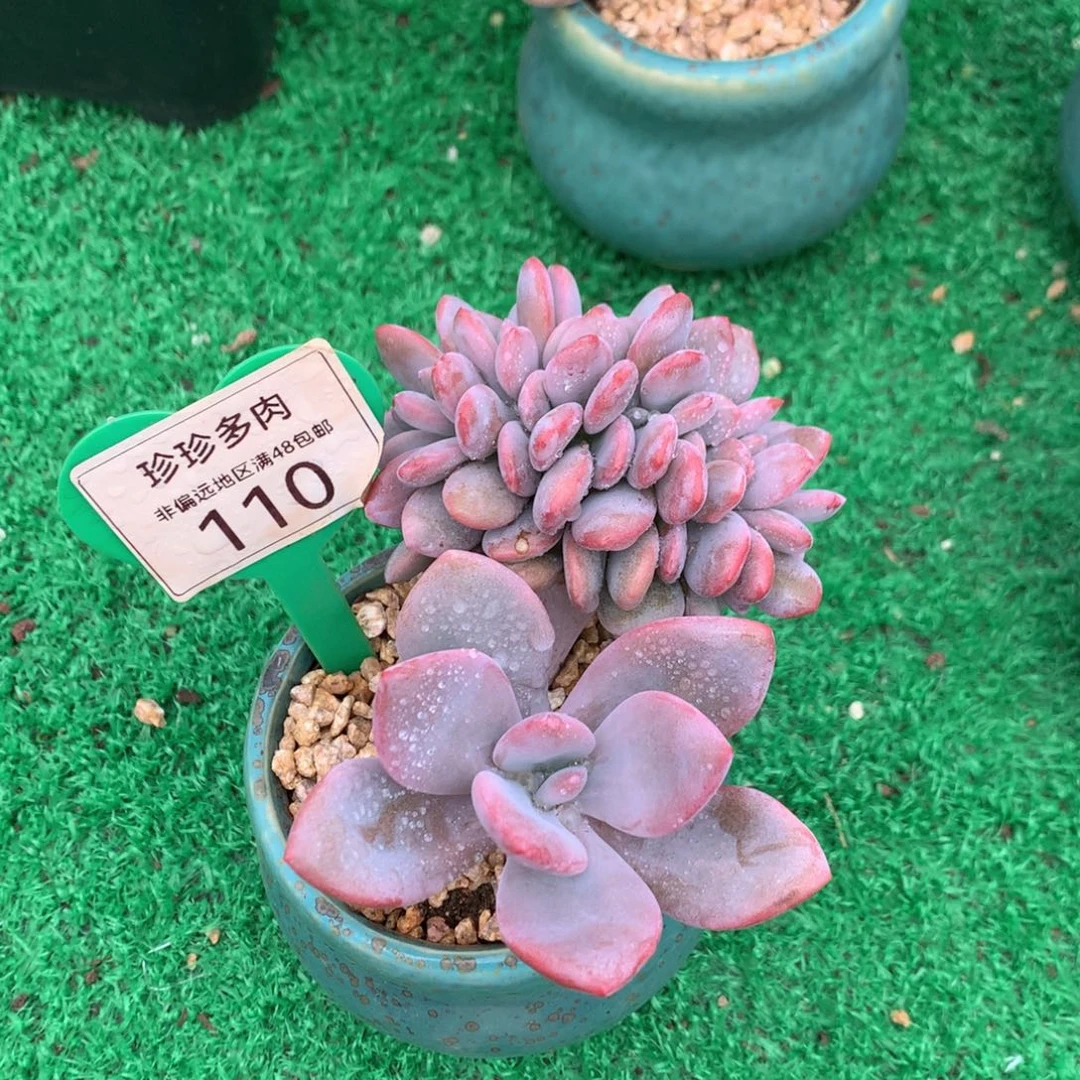 A***g粉兔树缀一物一拍110