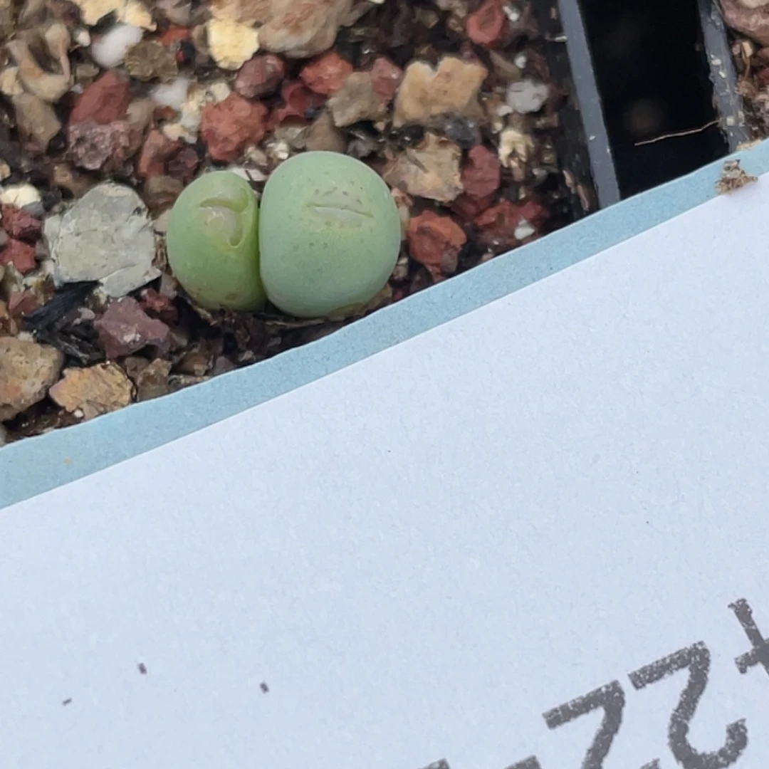 话***22-109肉锥多肉植物