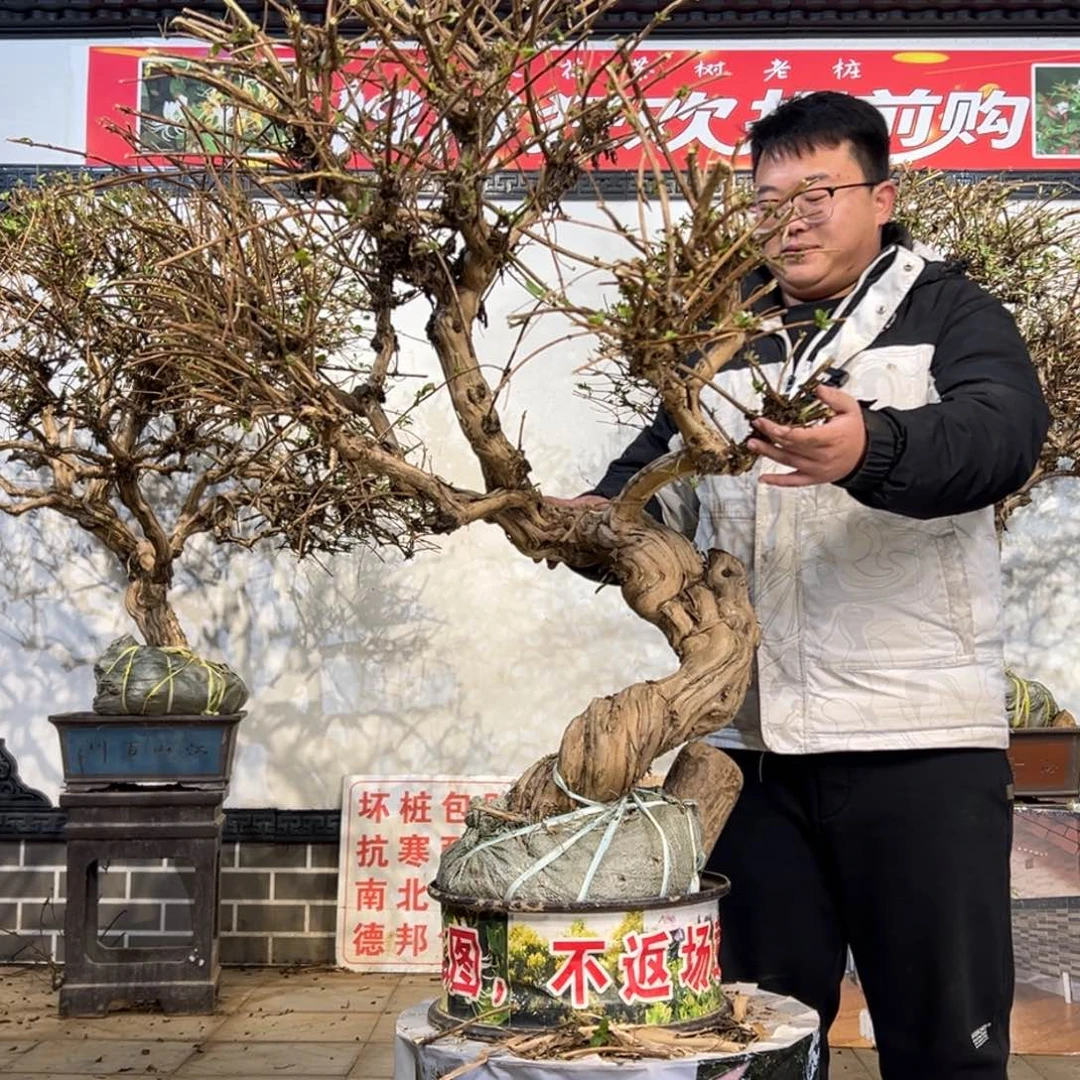 无花朵金银花5555555555555558888999