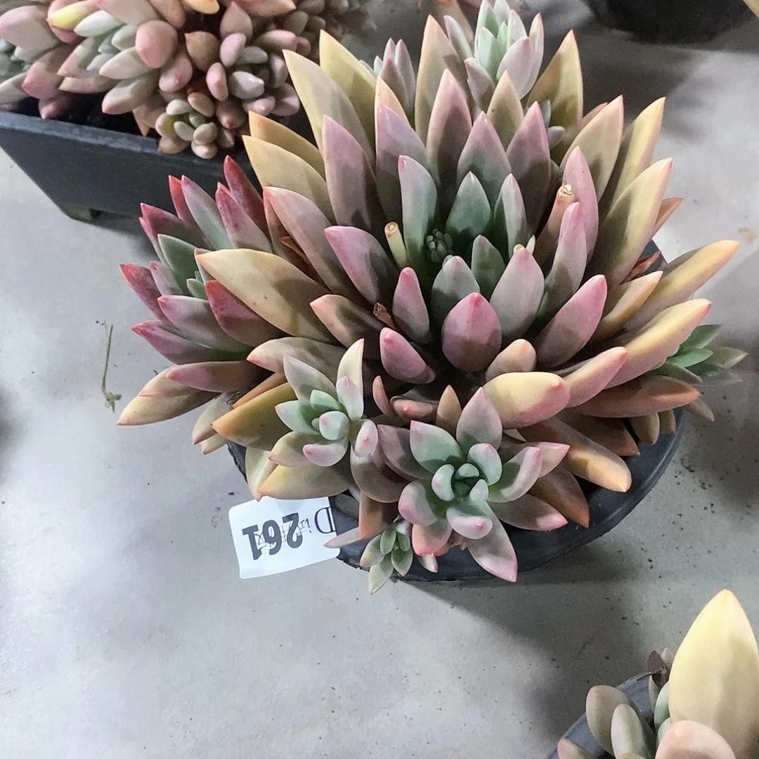 笑*″261桃花源多肉植物