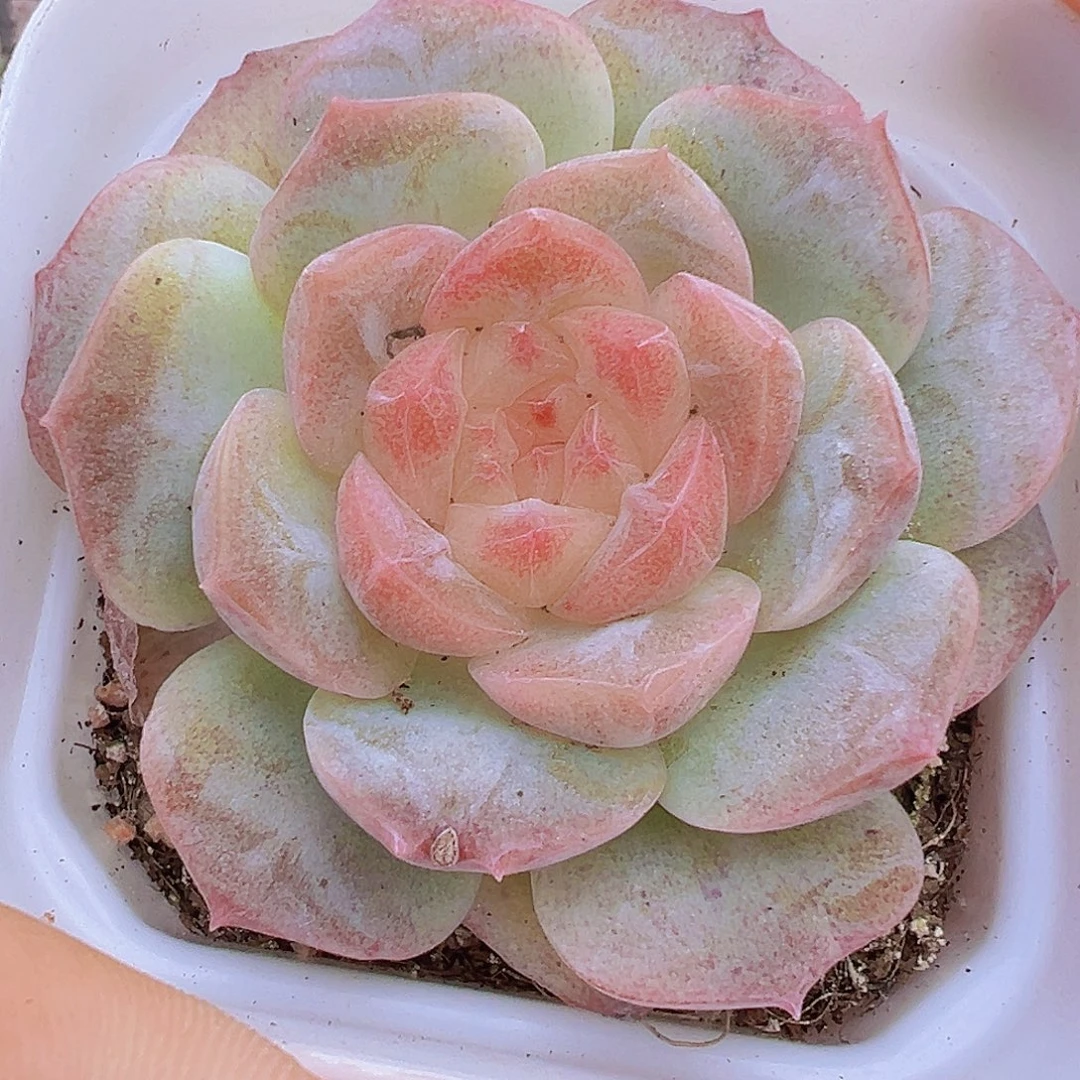 梦幻泡影白盆发货
