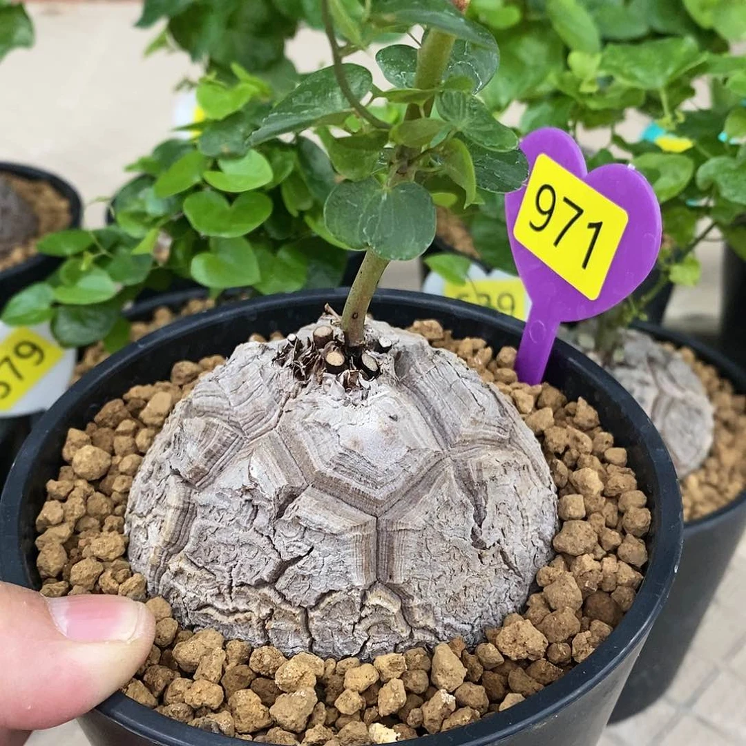 南非龟甲龙龟甲龙