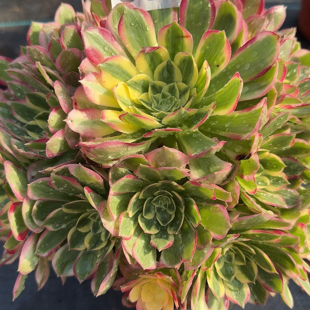 海仙000000000369福利