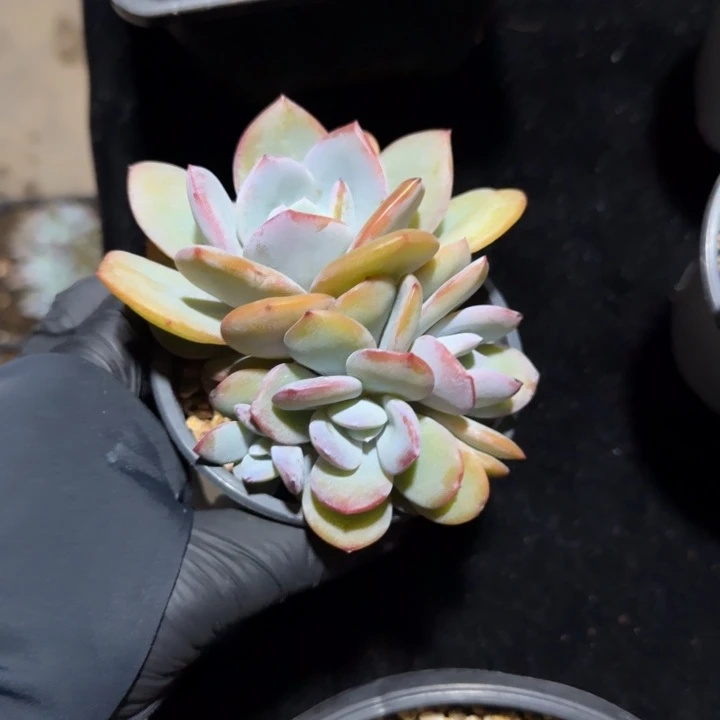 10厘米左右一物一拍的