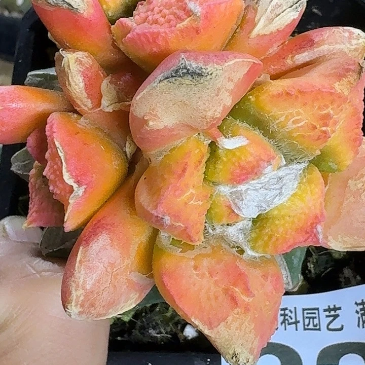 无花朵苗接哥斯拉红锦332