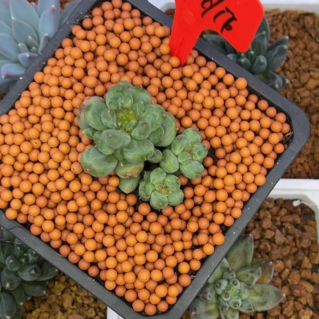 小***伴小姐姐多肉植物群生多肉植物