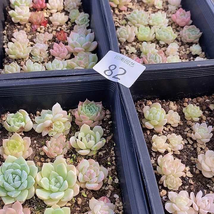 82 多肉植物盆栽花卉