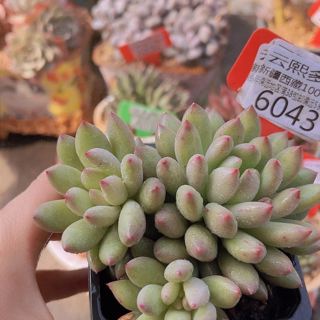 6043二代虞美人。