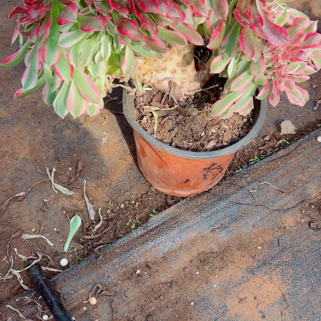 我3380 号多肉法师新年福利