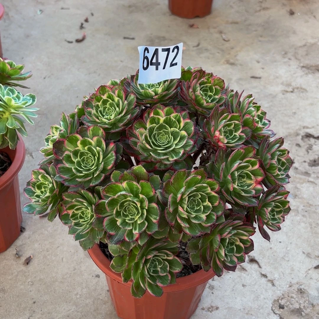 无花朵6772万花筒111111