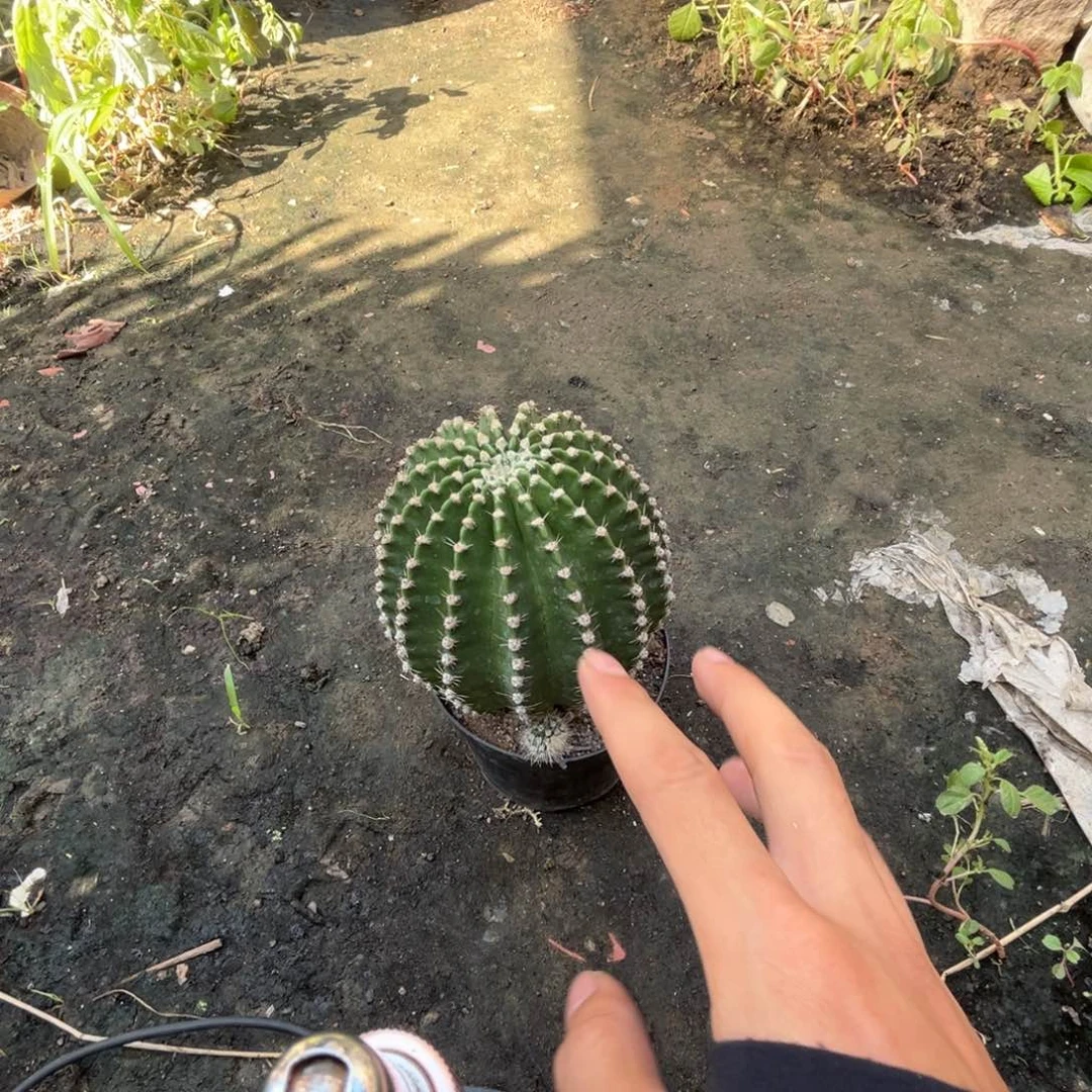 苑***哥实生黑金刚仙人球
