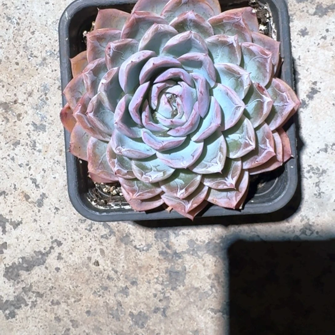 专拍链接多肉精品单头