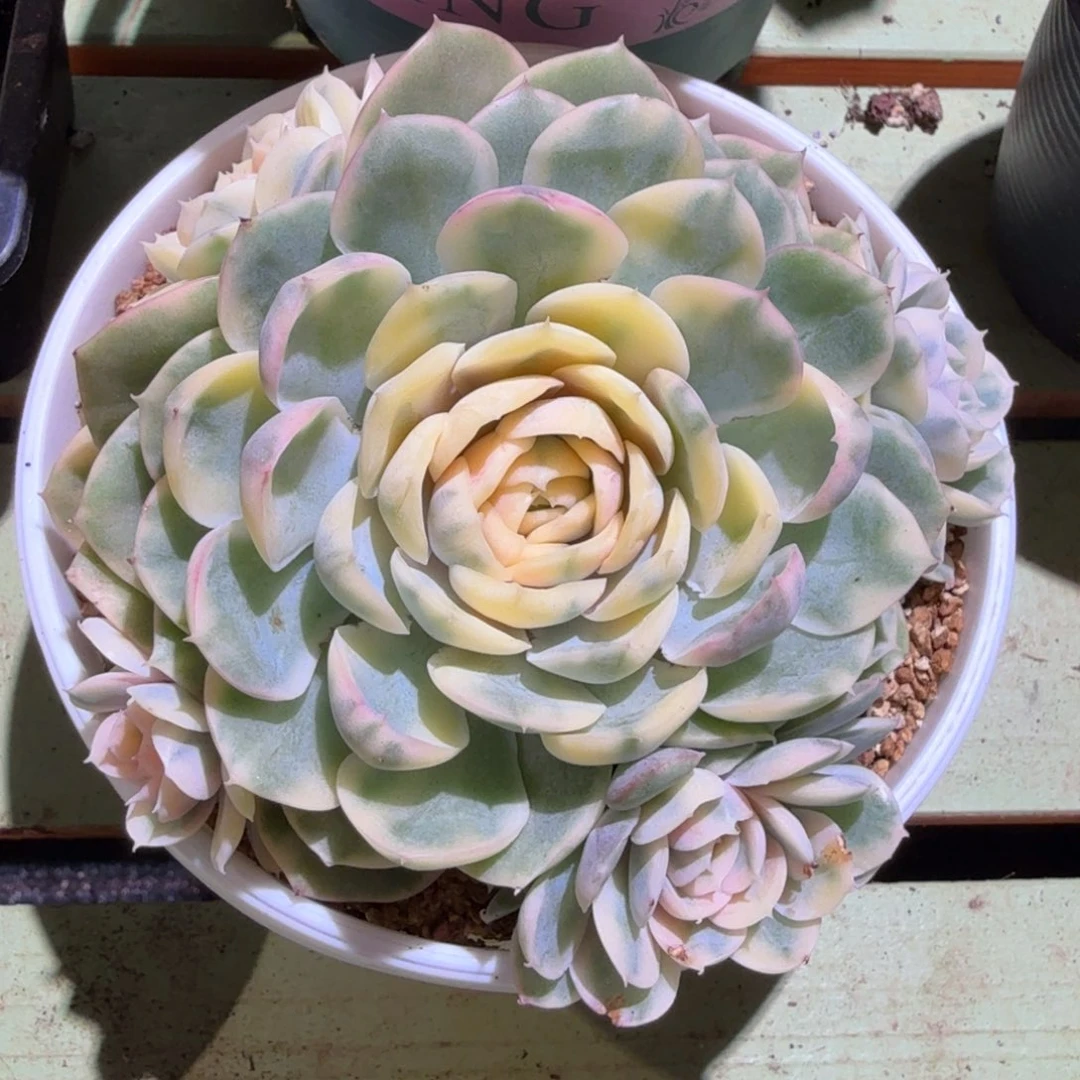 绿体昂彩锦，锦上园艺一物一拍