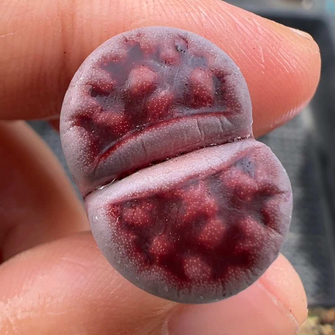 11.14好看的多肉脱土发货445