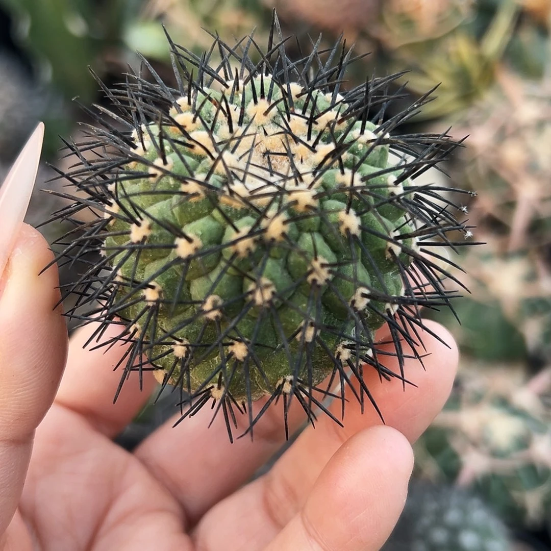 鬼神龙有根仙人球6666666