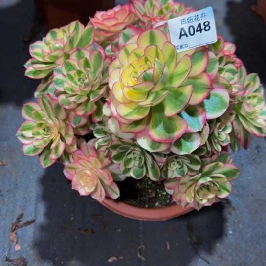 小***绳海神048888888888888