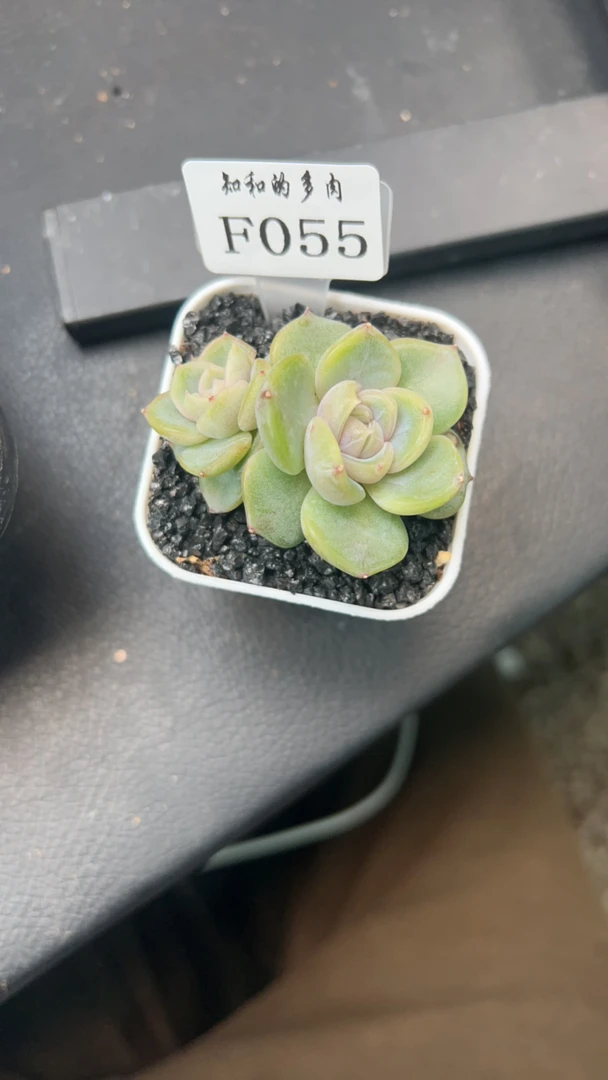 知和的多肉F055专拍链接
