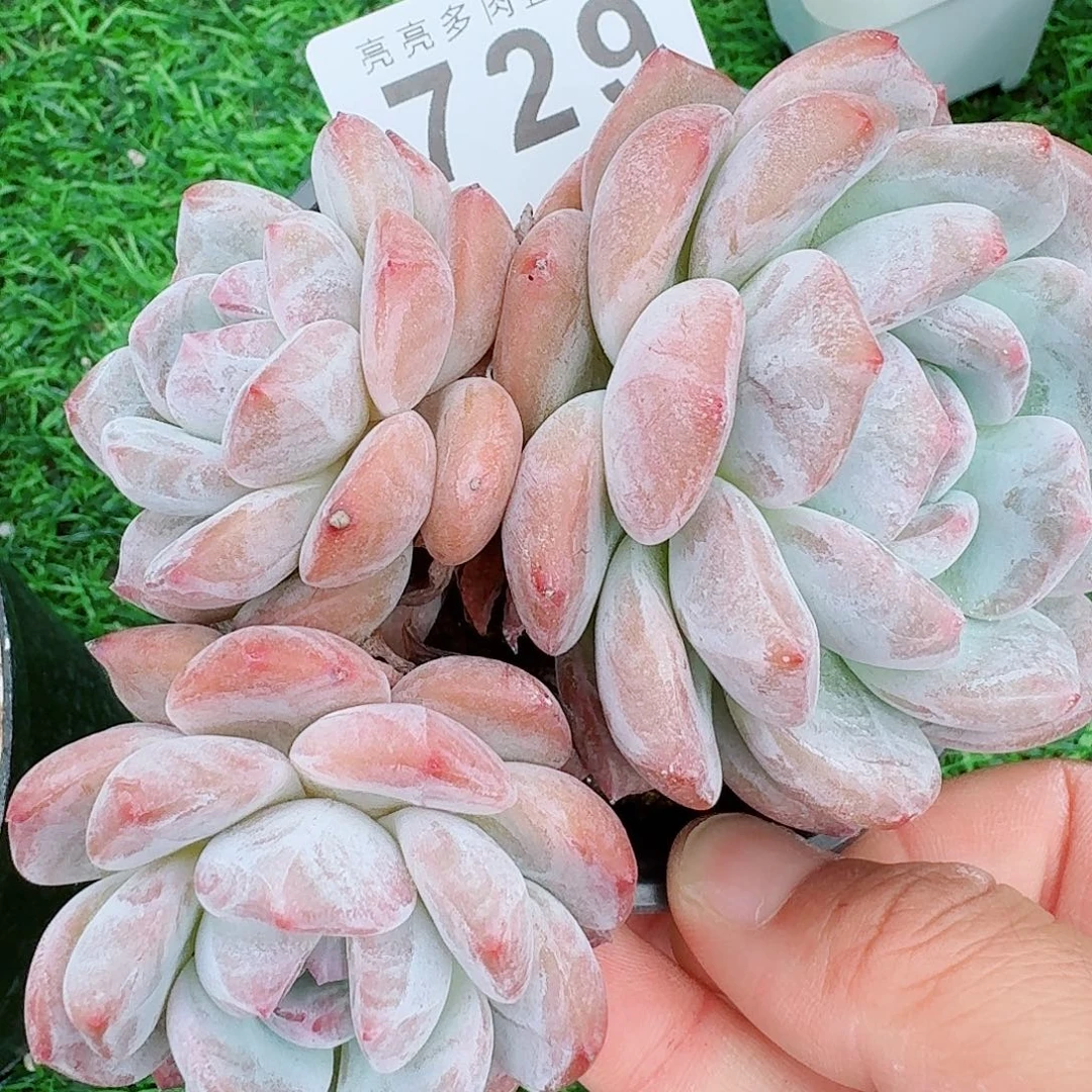 星影          开播福利