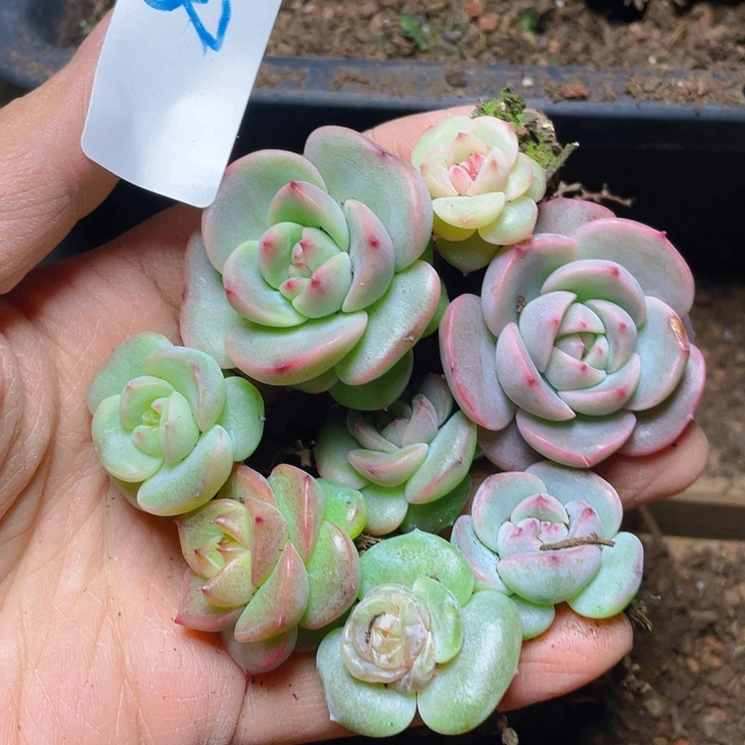 多肉植物多肉植物68